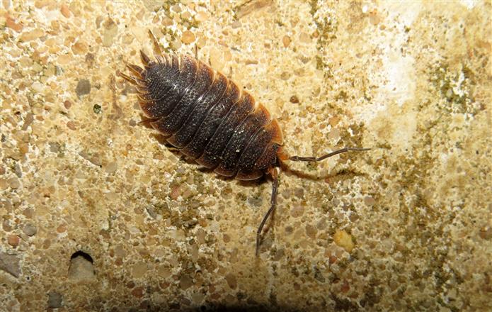 Porcellio (?) ID